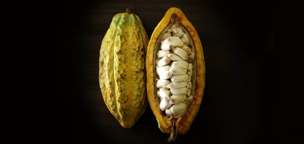 CHOCOLATE BEAN TO BAR 100% CACAO CON NIBS TOSTADOS - Imagen 8